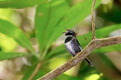 Whistling Warbler